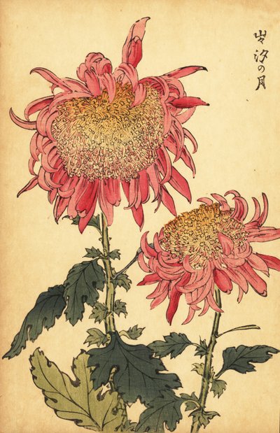 Crisantemo híbrido rosa salmón, 1893 (grabado) de Keika Hasegawa
