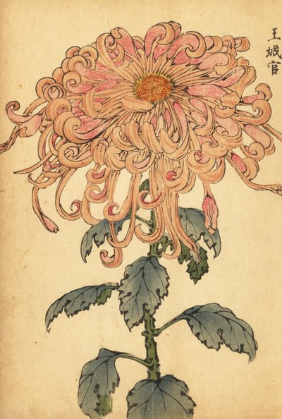 Crisantemo híbrido de color rosa salmón con pétalos rizados.,1893 (grabado) de Keika Hasegawa