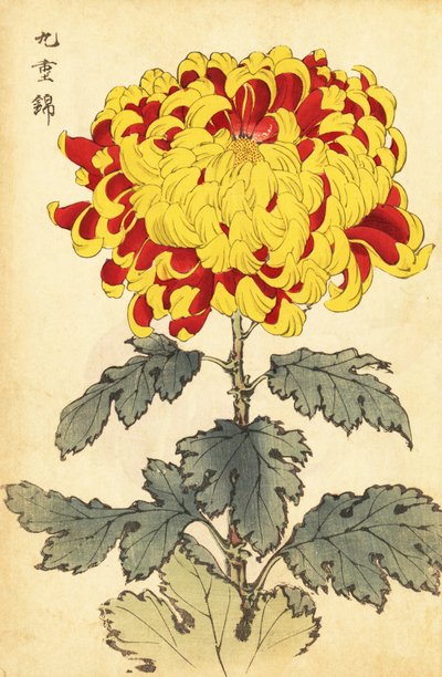 Crisantemo híbrido escarlata y amarillo.,1893 (grabado) de Keika Hasegawa