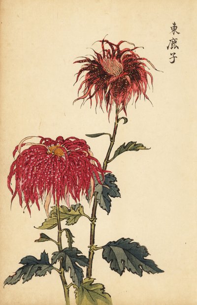 Crisantemo híbrido manchado de color escarlata y rosa.,1893 (grabado) de Keika Hasegawa