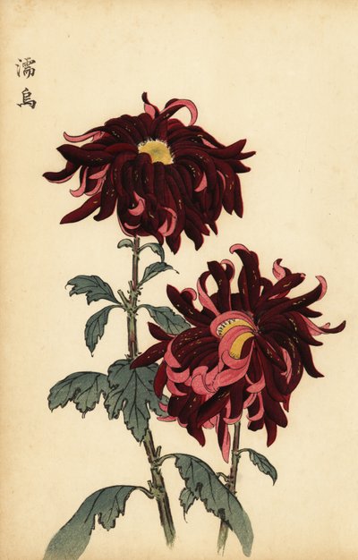 Crisantemo híbrido carmesí y rosa, 1893 (grabado) de Keika Hasegawa