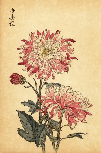 Crisantemo híbrido abigarrado blanco y rosa.,1893 (grabado) de Keika Hasegawa