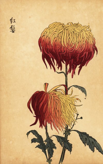 Crisantemo híbrido amarillo, naranja y carmesí, 1893 (grabado) de Keika Hasegawa