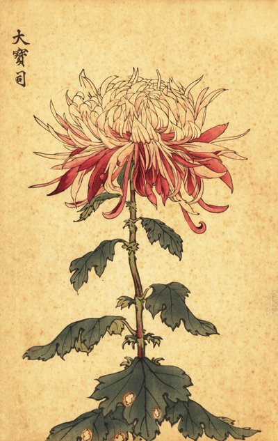 Crisantemo de cuchara híbrido blanco y carmesí.,1893 (grabado) de Keika Hasegawa