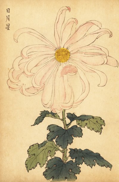 Crisantemo híbrido blanco y rosa.,1893 (grabado) de Keika Hasegawa