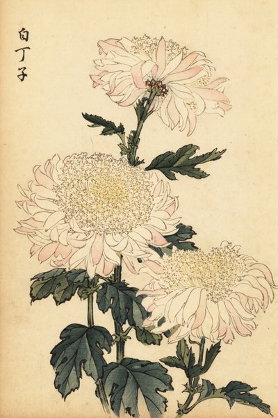 Crisantemo híbrido blanco y rosa.,1893 (grabado) de Keika Hasegawa
