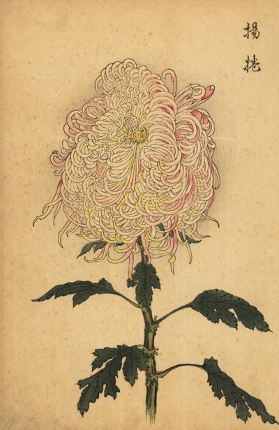 Crisantemo híbrido de pluma blanca y rosa.,1893 (grabado) de Keika Hasegawa