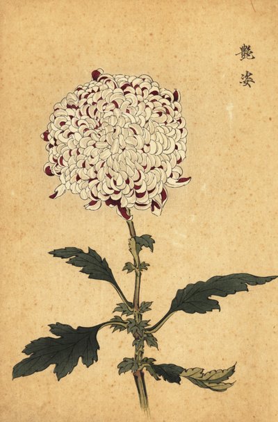 Crisantemo pompón híbrido blanco y morado.,1893 (grabado) de Keika Hasegawa