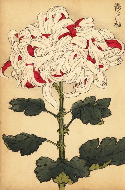 Crisantemo híbrido blanco y escarlata.,1893 (grabado) de Keika Hasegawa
