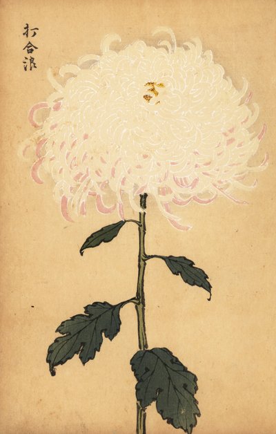 Crisantemo blanco híbrido, 1893 (grabado) de Keika Hasegawa
