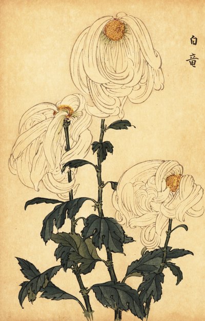 Crisantemo blanco híbrido, 1893 (grabado) de Keika Hasegawa