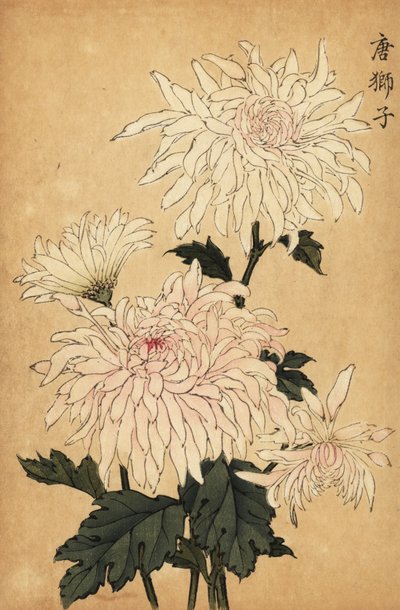 Crisantemo blanco híbrido, Chrysanthemum indicum. ,1893 (grabado) de Keika Hasegawa