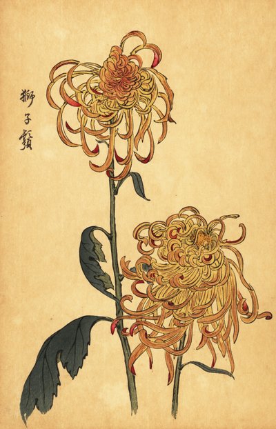 Crisantemo híbrido amarillo y naranja, 1893 (grabado) de Keika Hasegawa