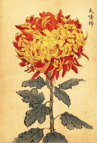 Crisantemo pompón híbrido amarillo y escarlata.,1893 (grabado) de Keika Hasegawa
