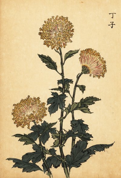 Crisantemo amarillo híbrido, 1893 (grabado) de Keika Hasegawa