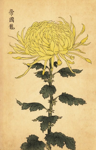 Crisantemo amarillo híbrido, 1893 (grabado) de Keika Hasegawa