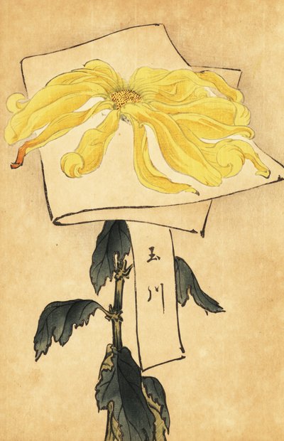 Crisantemo amarillo híbrido, Chrysanthemum indicum. ,1893 (grabado) de Keika Hasegawa