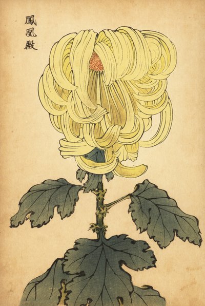 Crisantemo amarillo híbrido, 1893 (grabado) de Keika Hasegawa