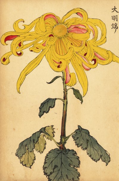 Crisantemo híbrido amarillo irregular.,1893 (grabado) de Keika Hasegawa