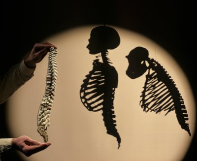 DOH, Los primeros pasos, Reconstrucción de la columna vertebral, Bruce Latimer, Cleveland Museum of Natura... de Kenneth Garrett
