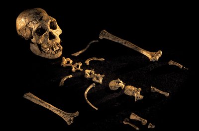Esqueleto compuesto de cuatro pies y siete pulgadas de altura de individuos encontrados en Dmanisi, Dman..., 2008 (foto) de Kenneth Garrett