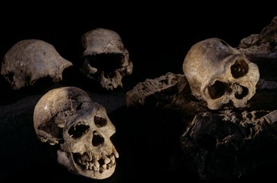 Cuatro cráneos del yacimiento de Homo Erectus de Dmanisi, Georgia de Kenneth Garrett