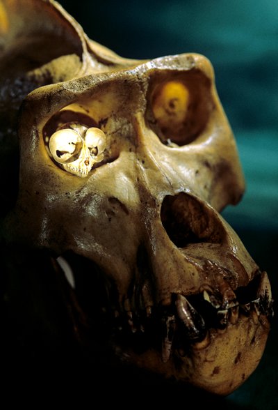 Homo Erectus, Gorila y Tarsier, Primates más grandes y más pequeños, El laboratorio de Bruce Latimer... de Kenneth Garrett