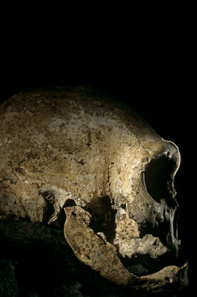Cráneo de Homo erectus, desdentado, Dmanisi, Georgia Yacimiento de Homo erectus de Kenneth Garrett
