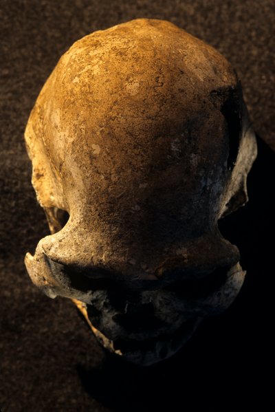 Cráneo de Homo erectus, desdentado, Dmanisi, Georgia Yacimiento de Homo erectus de Kenneth Garrett