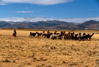 Llama caravana de sal, Imperios del Sol; Bolivia; pueblos indígenas; Andes; Tiwanaku, 2002 (foto) de Kenneth Garrett