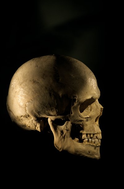 Cráneo humano moderno, esqueleto de estudio científicoUniversidad George Washington, 2000 (foto) de Kenneth Garrett