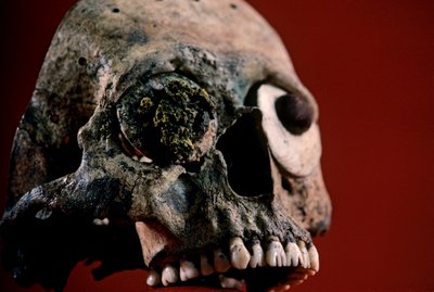 Cráneo con dientes limados, Azteca, México, Templo Mayor, 2010 (foto) de Kenneth Garrett
