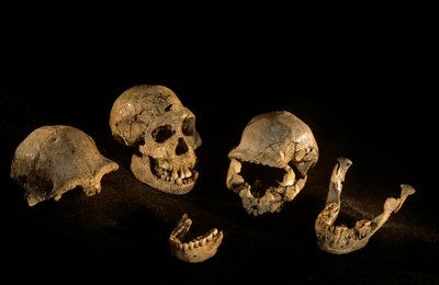 Cráneos y mandíbulas del yacimiento de Homo Erectus de Dmanisi, Georgia de Kenneth Garrett