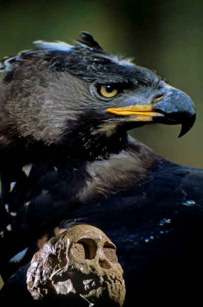 El cráneo del niño Taung con la imagen de un águila coronada africana moderna, niño podría h..., 2008 (foto) de Kenneth Garrett