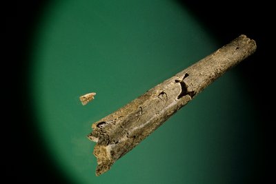 Tibia e incisivos inferiores, Boxgrove, Inglaterra, 500000 BP, fósiles de Homo Heidelbergensis de Kenneth Garrett