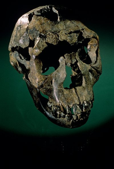 Turkana Boy, Kenia, Turkana Occidental, Lago Turkana, KNMER-WT15000, H. erectus, Nariokotome..., 2008 (foto) de Kenneth Garrett