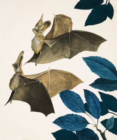 El murciélago orejudo de Kenneth Lilly
