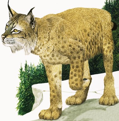 El lince de Kenneth Lilly