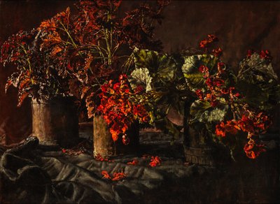 Begonias de Kenneth Newton