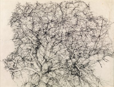 Estudio de un árbol de Kenneth Newton