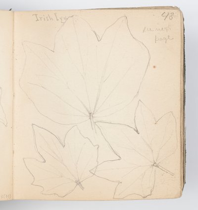 Página de cuaderno de bocetos: Hojas de hiedra irlandesa de Kenyon Cox