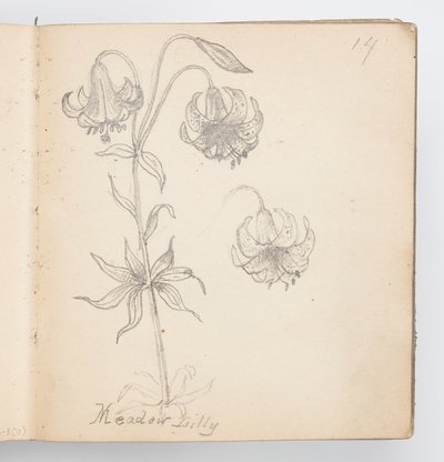 Página de Cuaderno de Bocetos: Lirio de Prado de Kenyon Cox