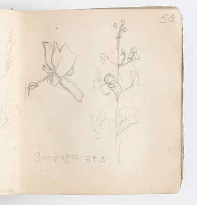 Página de cuaderno de bocetos: Boceto de flor de Kenyon Cox