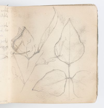 Página de Cuaderno de Bocetos: Estudio de Hojas de Kenyon Cox