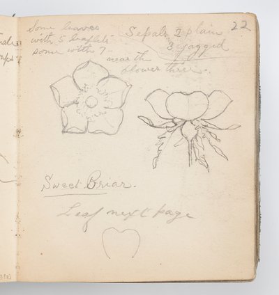 Página de cuaderno de bocetos: Rosal silvestre de Kenyon Cox