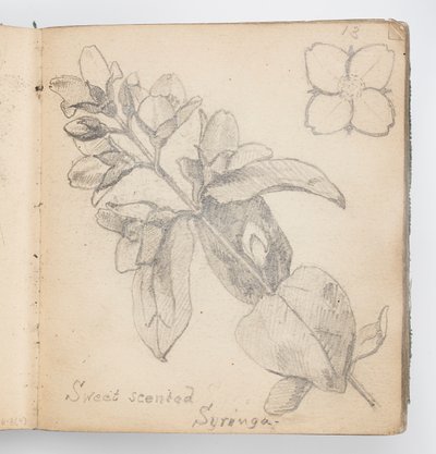 Página de cuaderno de bocetos: Syringa de dulce aroma de Kenyon Cox