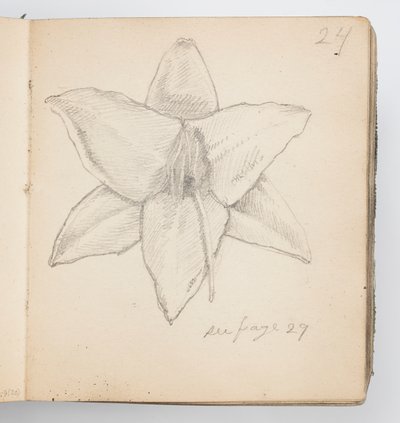 Página de cuaderno de bocetos: Lirio amarillo de Kenyon Cox