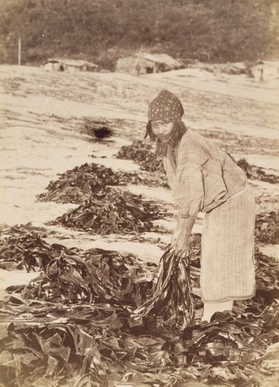 Mujer Ainu cosechando algas marinas, c.1900 de Kenzô Tamoto