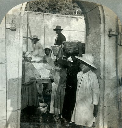 Cacao fresco de las vainas, Dominica, B.W.I., 1893 de Keystone View Company