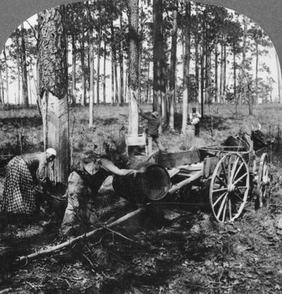 En un gran bosque de pinos, recolectando trementina, Carolina del Norte, EE.UU., finales del siglo XIX o principios del siglo XX de Keystone View Company